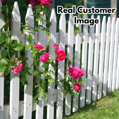 Elegant Climbing Rose Flower Seeds