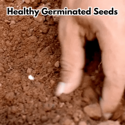 Elegant Climbing Rose Flower Seeds